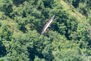 Large Bird Griffon Vulture