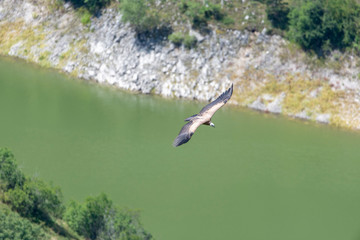 Large Bird Griffon Vulture