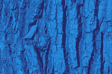 Old wood tree bark texture with a blue color effect