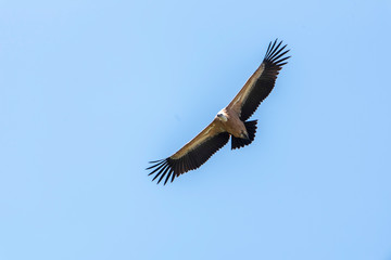 Large Bird Griffon Vulture