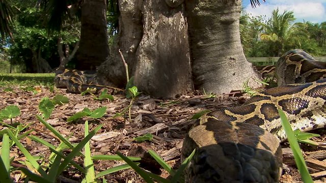 Extreme close up of a huge snake wrapped around a tree and slithering away into the brush