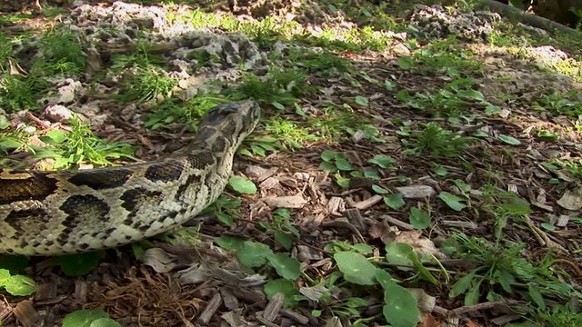 A large python moves slowly along the ground coiled up and working its way through the weeds