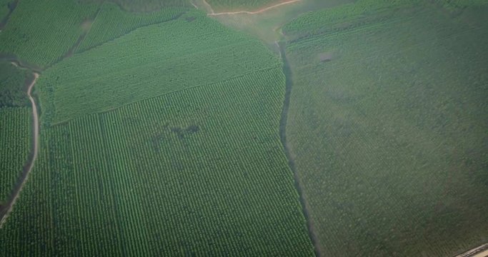 Top Down Aerial View of Artificial Forest on Plain Ground in Paraguay Countryside
