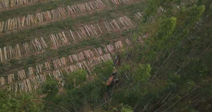 Static Birdseye Aerial View of Heavy Machine Harvesting Trees and Stacked Trunks on Plain Ground