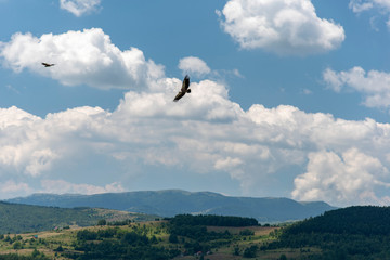 Fototapeta na wymiar Large Bird Griffon Vulture