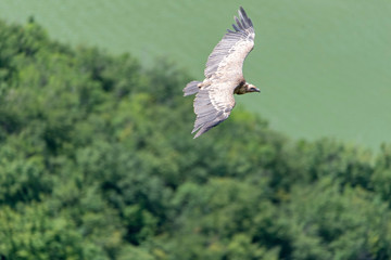 Large Bird Griffon Vulture