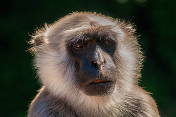 Hanuman-Langur