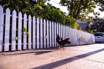 Hahn auf Key West
