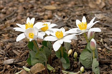 Blood Root blooming in the early morning sun. Sanguinaria canadensis is a perennial, herbaceous...