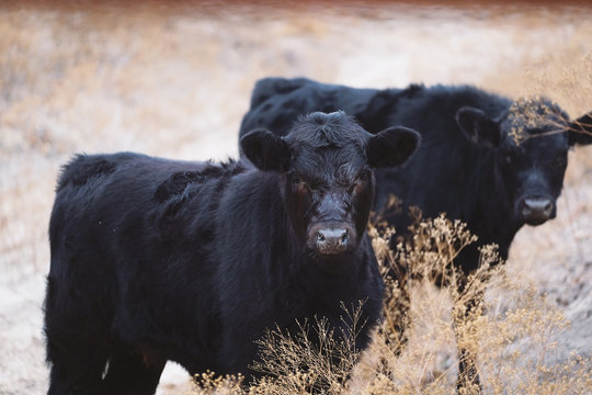 Black Angus Calves Closeup Looking At Camera.