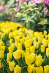 Obraz premium Field of yellow tulips