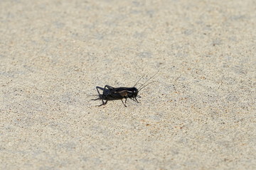 Gryllidae, close up of a black cricket insect.