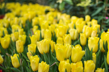 Obraz premium Field of yellow tulips