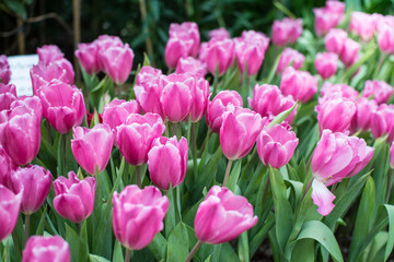 Fototapeta premium Field of pink tulips