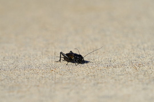 Gryllidae, close up of a black cricket insect.