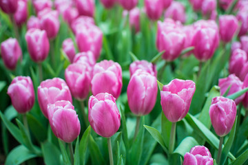 Fototapeta premium Field of pink tulips