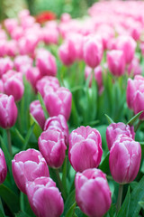 Field of pink tulips