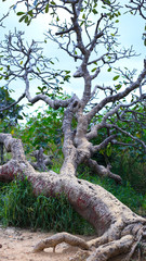 Summer landscape with trees, Greenish View