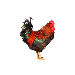 Colorful red cock with black and green tail. Rooster isolated on white background