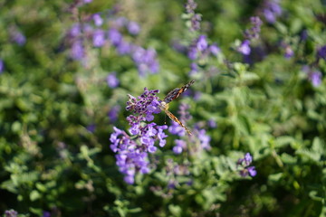 Painted lady moth butterfly feeds on purple catnip flowers