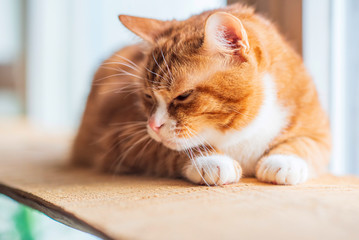 Red cat lies on a wooden windowsill. Photographed close-up.