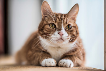 Red cat lies on a wooden windowsill. Photographed close-up.