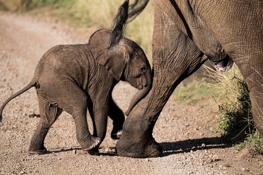 Elephants