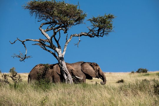 Elephants