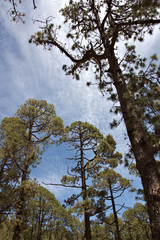Vertical image of very tall pines seen from the ground