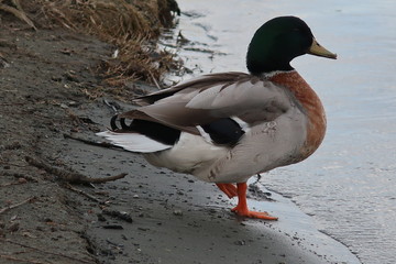 A duck is preparing to swim on the lake