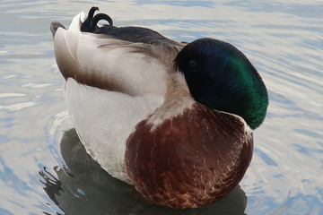 Close-up duck resting on water with head under wing