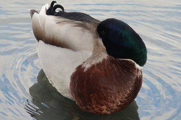 Duck resting on the waves with his head under the wing