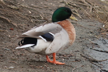 A duck with a green head stands on the lake and prepares to swim