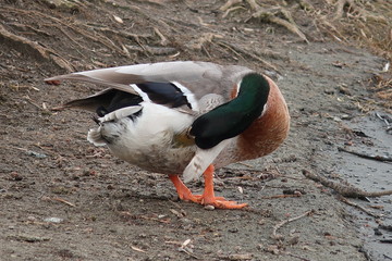 A duck with a green head cleans feathers standing on the lake