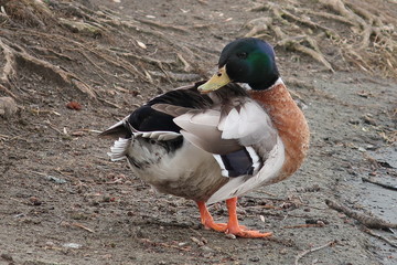 A duck with a green head cleans feathers standing on the lake