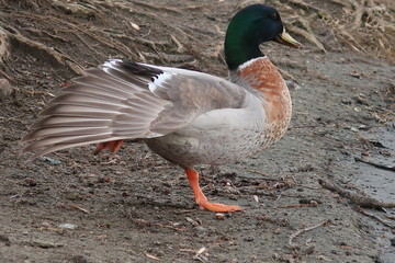 Duck drake stands on one leg on the shore and spreads its wing