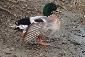 Duck drake spreads its wings on the shore