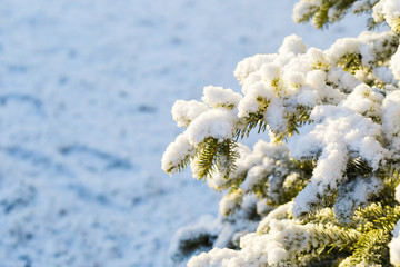 Winter snow on the branches of a Christmas tree. Snowy texture. background for design. Coniferous branches in the sun. Snowflakes.
