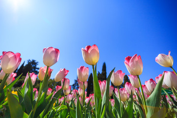 pink tulips in a flower garden on a sunny day against a blue sky.