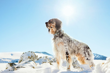 English Setter dog in the snowy winter mountains looking ahead