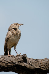 Red-winged Lark (mirafra hypermetra)