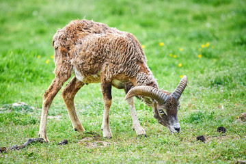 Naklejka na ściany i meble Mouflon Male eating grass (Ovis Orientalis)