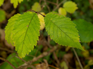 Closeup of two green leaves on an elm tree Ulmus catching the sunlight