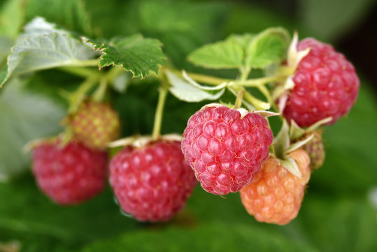 sprig of raspberries with leaves