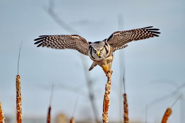 Northern Hawk-Owl in a swamp in Ontario, Canada