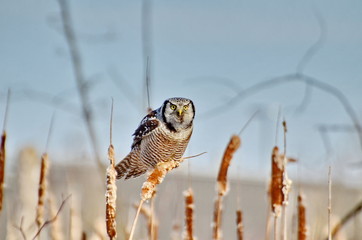 Northern Hawk-Owl in a swamp in Ontario, Canada