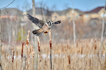 Northern Hawk-Owl in a swamp in Ontario, Canada
