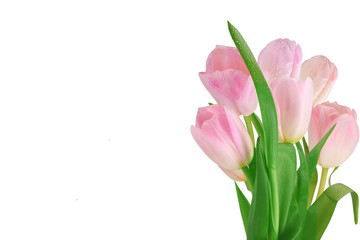 Tulips isolated on a white background. Close-up. Place for text.