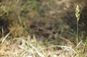  spikelet in the meadow