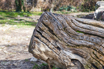 Fototapeta na wymiar old tree trunk